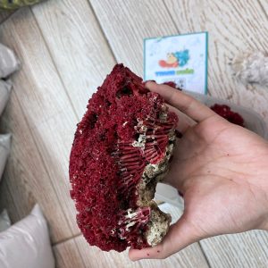 San hô đỏ màu tự nhiên là thức ăn và trang trí cho chuồng nuôi