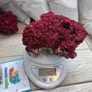 San hô đỏ màu tự nhiên là thức ăn và trang trí cho chuồng nuôi