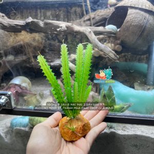 Cây giả trang trí chuồng bò sát chất liệu cao su dẻo