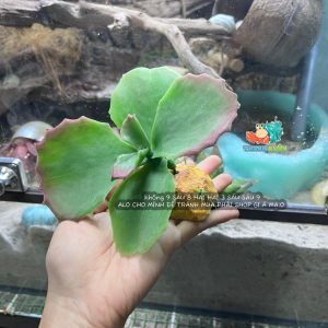 Cây giả trang trí QM48