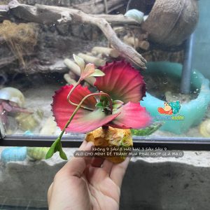 Cây giả trang trí QM48