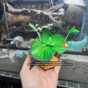 Cây giả trang trí chuồng bò sát mẫu tùy chọn