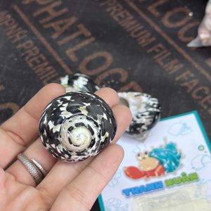 Vỏ ốc da rắn họa tiết ngẫu nhiên cỡ S VÀ XL