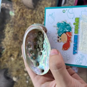 Bát ăn vỏ bào ngư xà cừ lấp lánh cỡ nhỏ 6-7cm