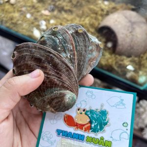 Bát ăn vỏ bào ngư xà cừ lấp lánh cỡ nhỏ 6-7cm