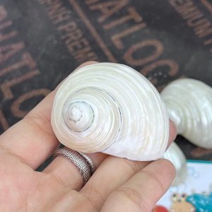 Vỏ ốc xà cừ mài trắng vàng cỡ S và M tự nhiên trọng lượng nhẹ và đẹp
