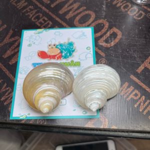 Vỏ ốc xà cừ mài trắng vàng cỡ S và M tự nhiên trọng lượng nhẹ và đẹp