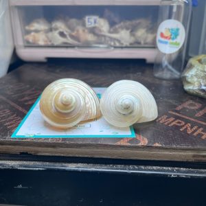 Vỏ ốc xà cừ mài trắng vàng cỡ S và M tự nhiên trọng lượng nhẹ và đẹp