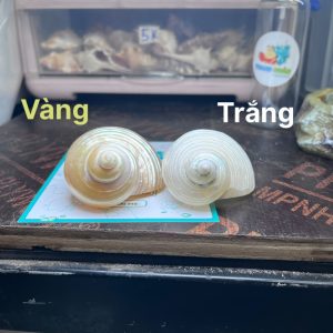 Vỏ ốc xà cừ mài trắng vàng cỡ S và M tự nhiên trọng lượng nhẹ và đẹp