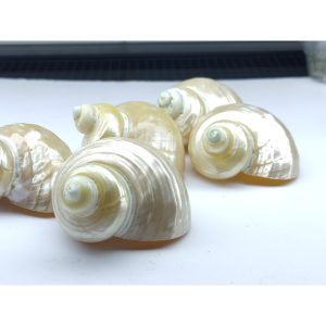 Vỏ ốc xà cừ mài trắng vàng cỡ S và M tự nhiên trọng lượng nhẹ và đẹp