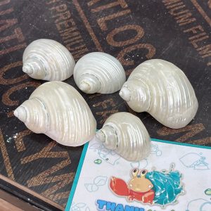 Vỏ ốc xà cừ mài trắng vàng cỡ S và M tự nhiên trọng lượng nhẹ và đẹp