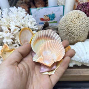 Vỏ sò điệp trang trí kích thước 2-6cm màu sắc ngẫu nhiên