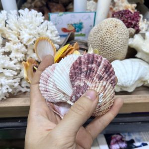Vỏ sò điệp trang trí kích thước 2-6cm màu sắc ngẫu nhiên