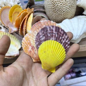 Vỏ sò điệp trang trí kích thước 2-6cm màu sắc ngẫu nhiên