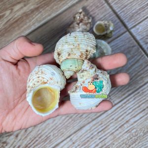 Vỏ ốc mặt trăng vàng size XS,S, M cực đẹp họa tiết ngẫu nhiên