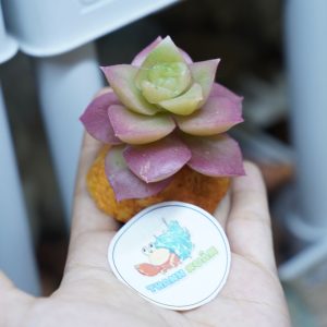 Cây giả trang trí chuồng nuôi bò sát và ốc mượn hồn