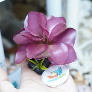 Cây giả trang trí chuồng bò sát mẫu tùy chọn