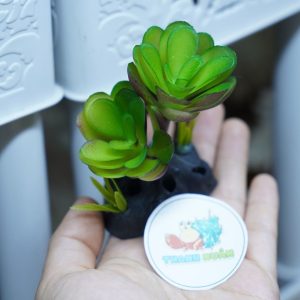 Cây giả trang trí chuồng nuôi bò sát và ốc mượn hồn