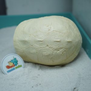 Hang trú ẩn hình mai rùa nhựa đúc màu vàng nhạt cho ốc mượn hồn