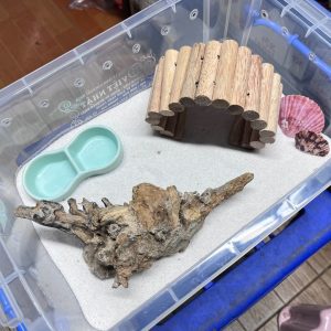 Bát 2 ngăn đựng nước màu xanh cho ốc mượn hồn hoặc thức ăn cho thú cưng khác