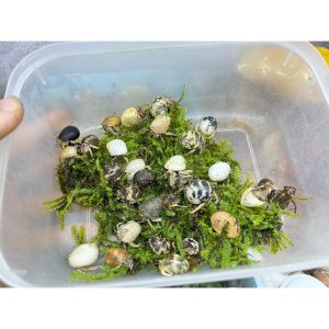 combo 20 rugo rêu xanh trang trí bể thủy sinh và bán cạn