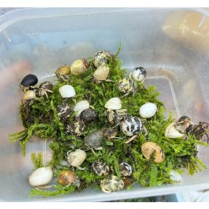 combo 20 rugo rêu xanh trang trí bể thủy sinh và bán cạn