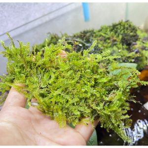 combo 20 rugo rêu xanh trang trí bể thủy sinh và bán cạn