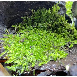 combo 20 rugo rêu xanh trang trí bể thủy sinh và bán cạn