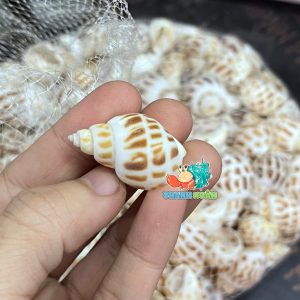 Vỏ ốc hương cỡ baby họa tiết ngẫu nhiên
