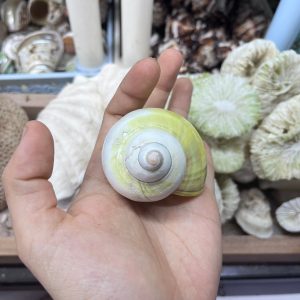 Vỏ ốc xà cừ vàng cỡ M L cho ốc mượn hồn