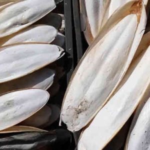 Vụn Mai mực, nang mực khô túi 100gam bổ sung canxi cho ốc mượn hồn, chim,....