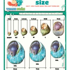 Vỏ ốc gai trắng cỡ xl 2xl 3xl trang trí bể cá cực đẹp cỡ lớn