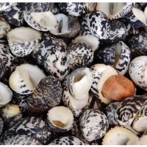 Vỏ ốc móng ngựa size baby-siêu baby họa tiết ngẫu nhiên