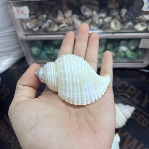 Vỏ ốc nhung trắng cỡ M L dành cho ốc mượn hồn