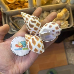 Vỏ ốc hương cỡ baby họa tiết ngẫu nhiên