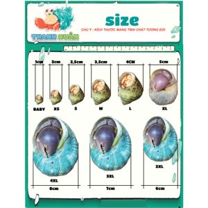 Vỏ ốc mặt trăng vàng size XS,S, M cực đẹp họa tiết ngẫu nhiên