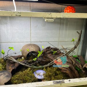 Dây leo trèo cho ốc mượn hồn- Dây leo trang trí chuồng bò sát 90CM