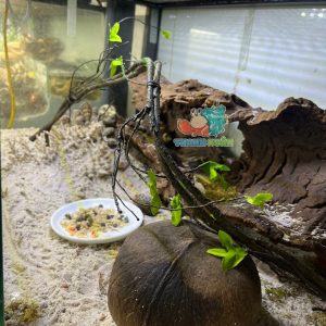 Dây leo trèo cho ốc mượn hồn- Dây leo trang trí chuồng bò sát 90CM