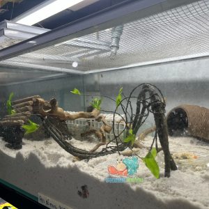 Dây leo trèo cho ốc mượn hồn- Dây leo trang trí chuồng bò sát 90CM