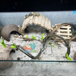 Dây leo trèo cho ốc mượn hồn- Dây leo trang trí chuồng bò sát 90CM