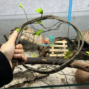 Dây leo trèo cho ốc mượn hồn- Dây leo trang trí chuồng bò sát 90CM