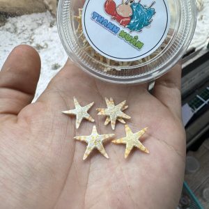 Sao biển khô thức ăn bổ sung canxi cho ốc mượn hồn