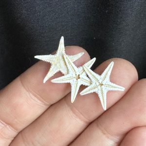 Sao biển khô thức ăn bổ sung canxi cho ốc mượn hồn