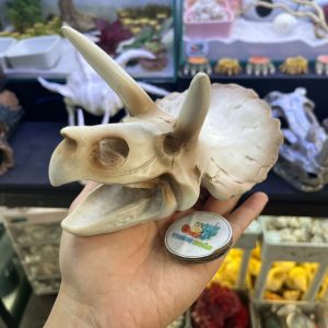 Mô hình sọ khủng long tê giác 2 sừng trang trí chuồng nuôi bò sát nhỏ