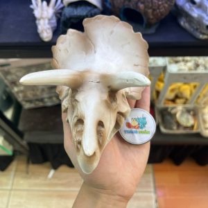 Mô hình sọ khủng long tê giác 2 sừng trang trí chuồng nuôi bò sát nhỏ