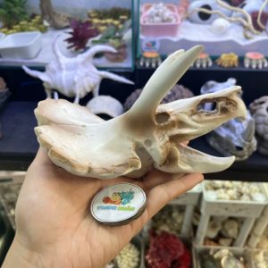Mô hình sọ khủng long tê giác 2 sừng trang trí chuồng nuôi bò sát nhỏ