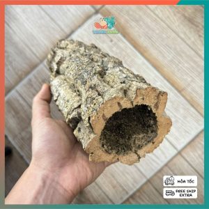 Lũa ống gỗ sồi mã L138