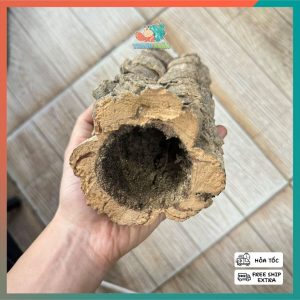 Lũa ống gỗ sồi mã L138