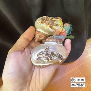 Vỏ ốc cỡ L+ XL khắc hình cá heo và cây dừa trang trí bể cá , làm nhà cho ốc mượn hồn