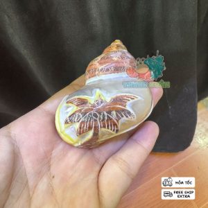 Vỏ ốc cỡ L+ XL khắc hình cá heo và cây dừa trang trí bể cá , làm nhà cho ốc mượn hồn